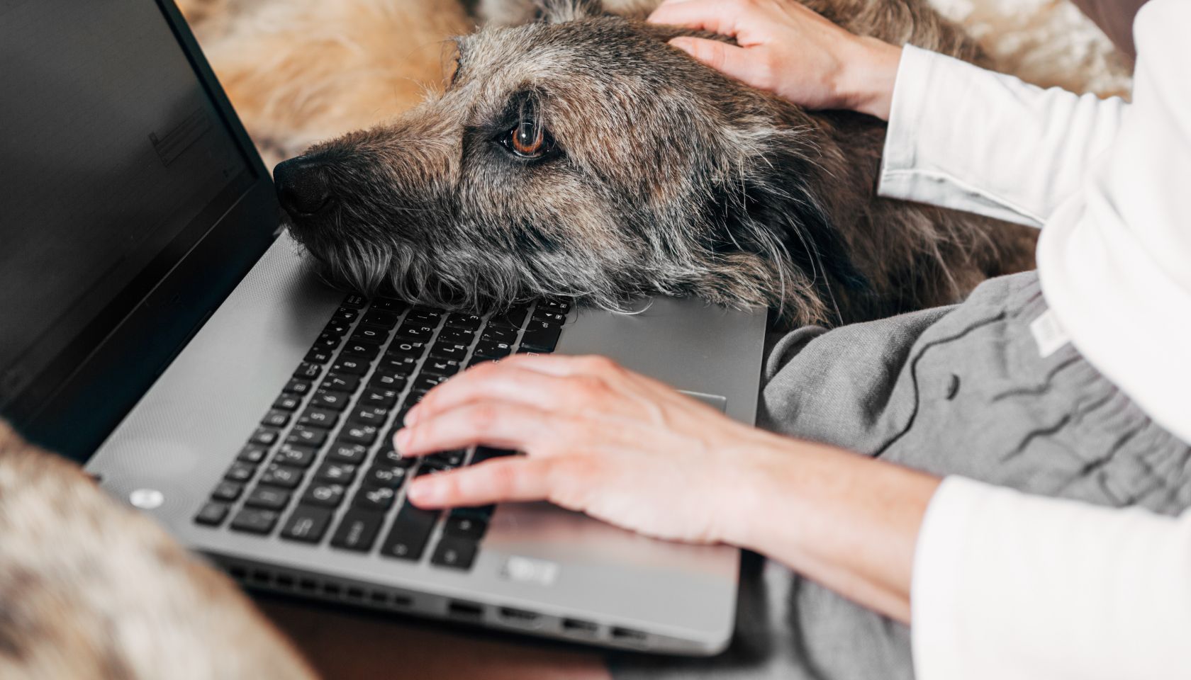 Dog-Friendly Offices: The Dog's Bollocks or Barking Mad? | TSP