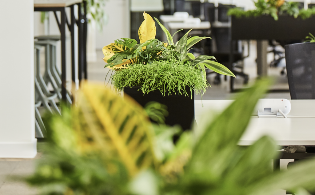 tsp-x-planteria-the-business-behind-biophilia-tsp